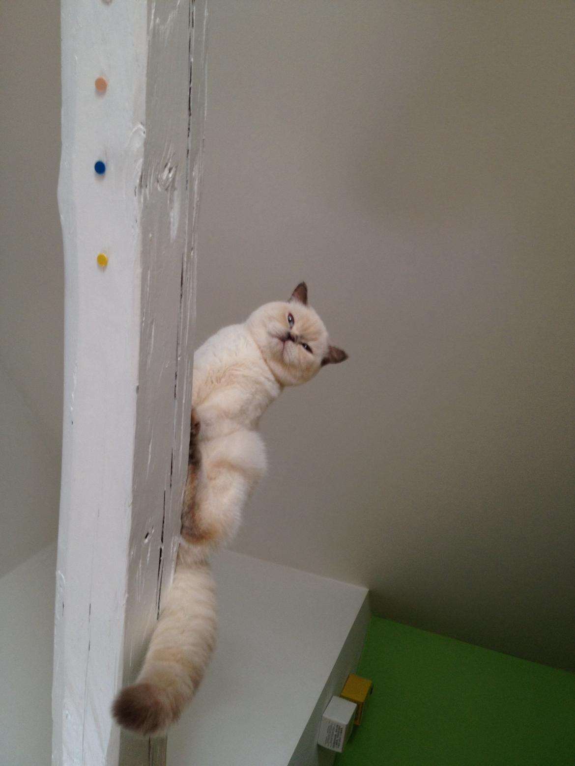 British Shorthair Empires Banana Split - Nougat billede 21