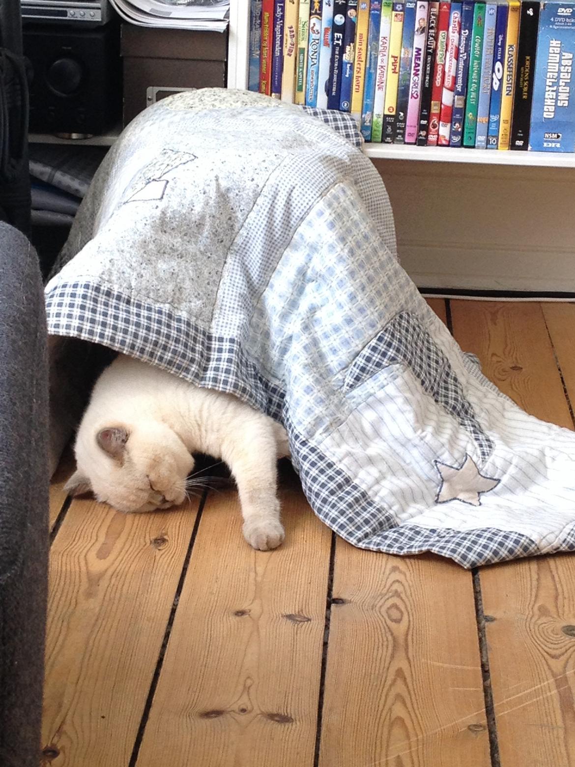 British Shorthair Empires Banana Split - Nougat billede 22