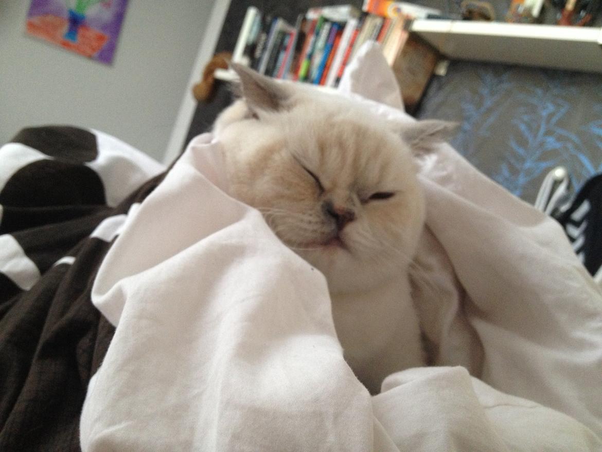 British Shorthair Empires Banana Split - Nougat billede 23