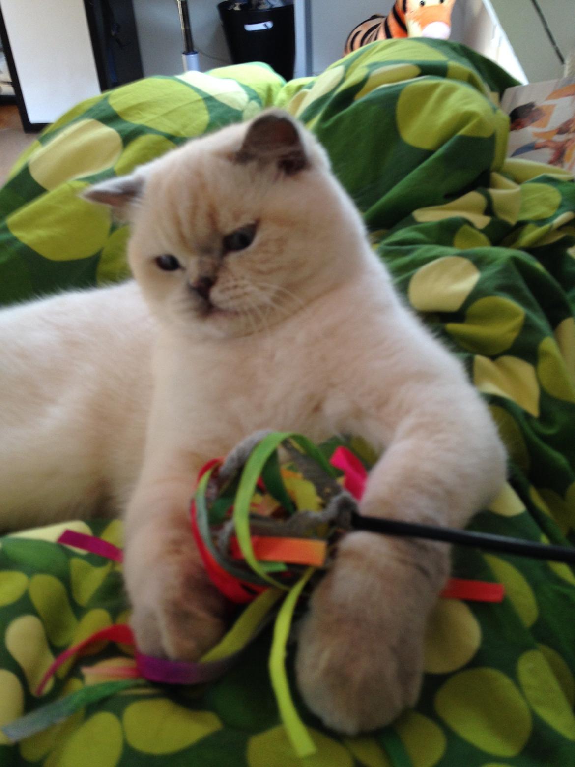 British Shorthair Empires Banana Split - Nougat billede 24