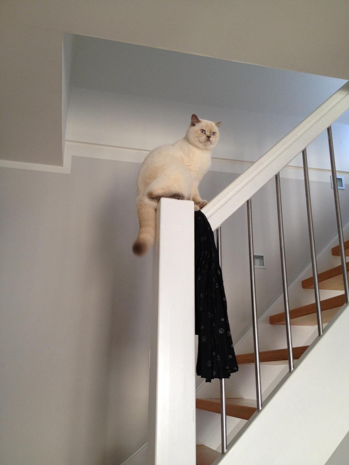 British Shorthair Empires Banana Split - Nougat billede 25