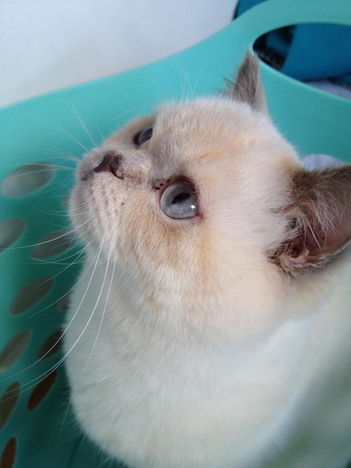 British Shorthair Empires Banana Split - Nougat billede 26