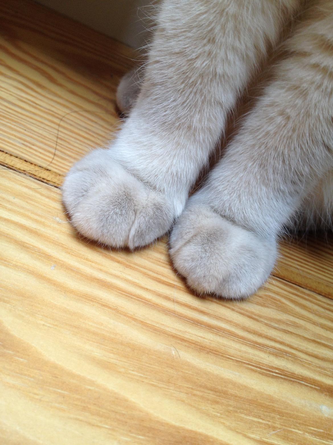 British Shorthair Empires Banana Split - Nougat billede 27