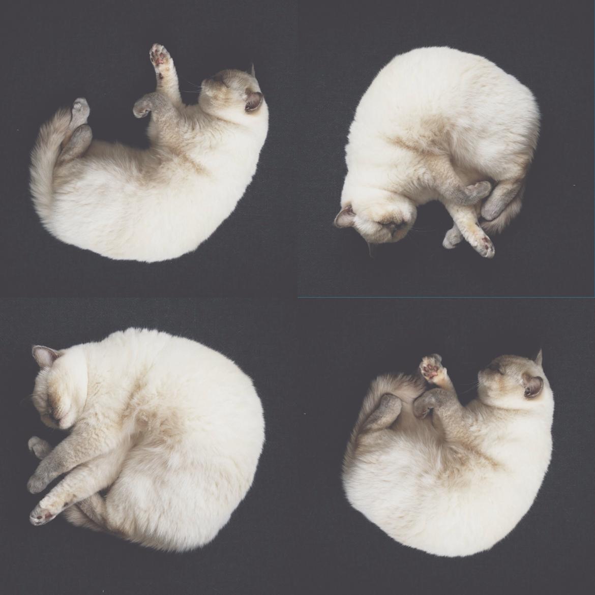 British Shorthair Empires Banana Split - Nougat billede 28