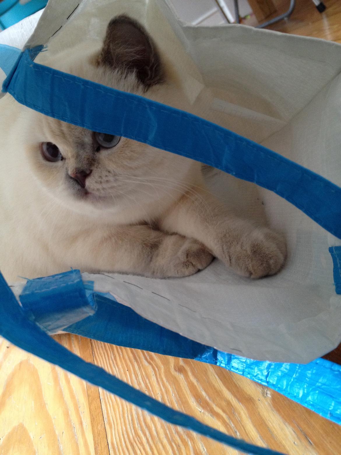 British Shorthair Empires Banana Split - Nougat billede 29