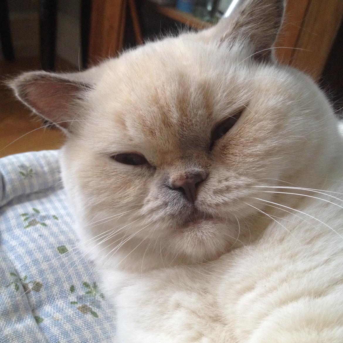 British Shorthair Empires Banana Split - Nougat billede 30