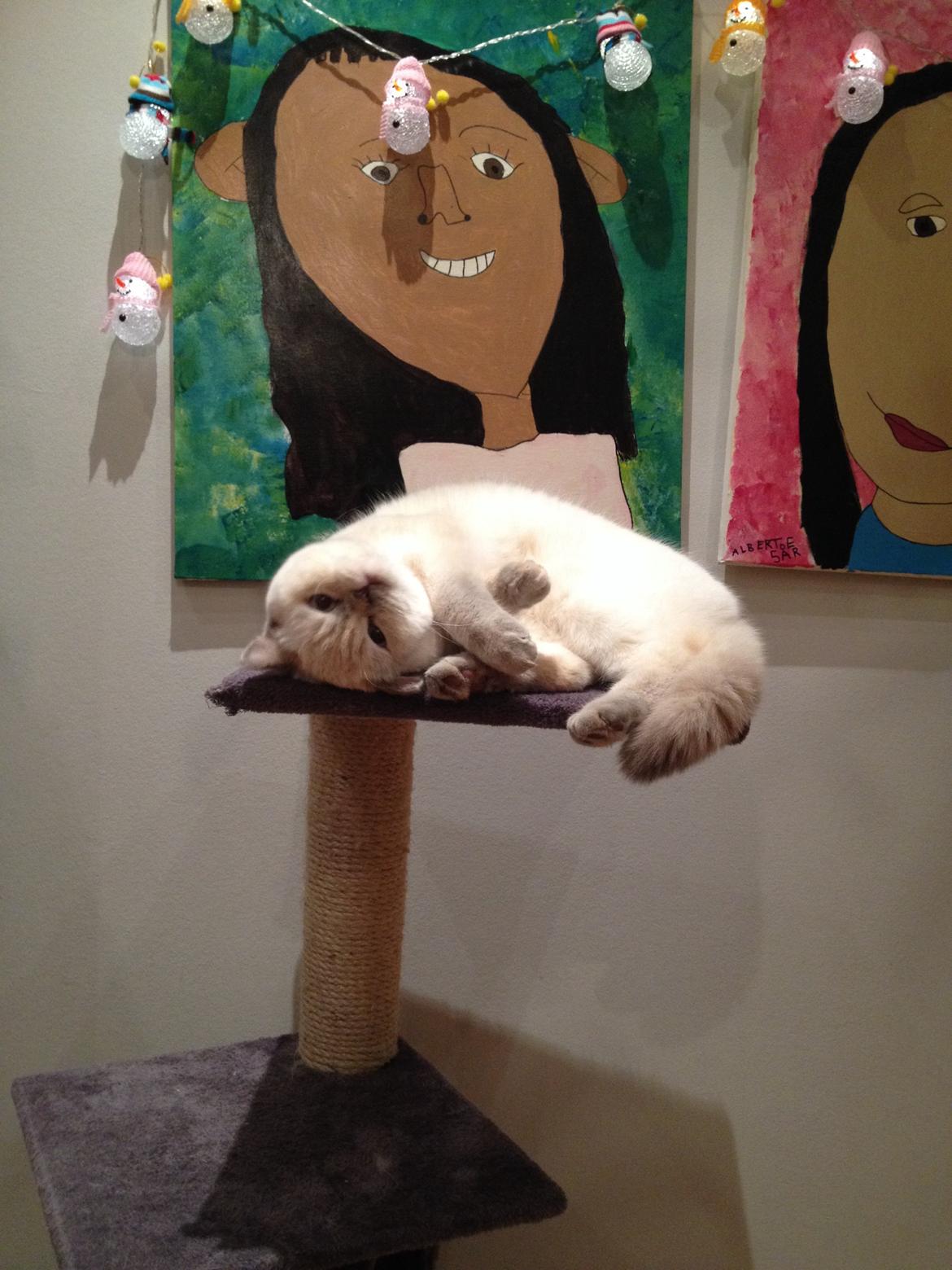 British Shorthair Empires Banana Split - Nougat billede 31