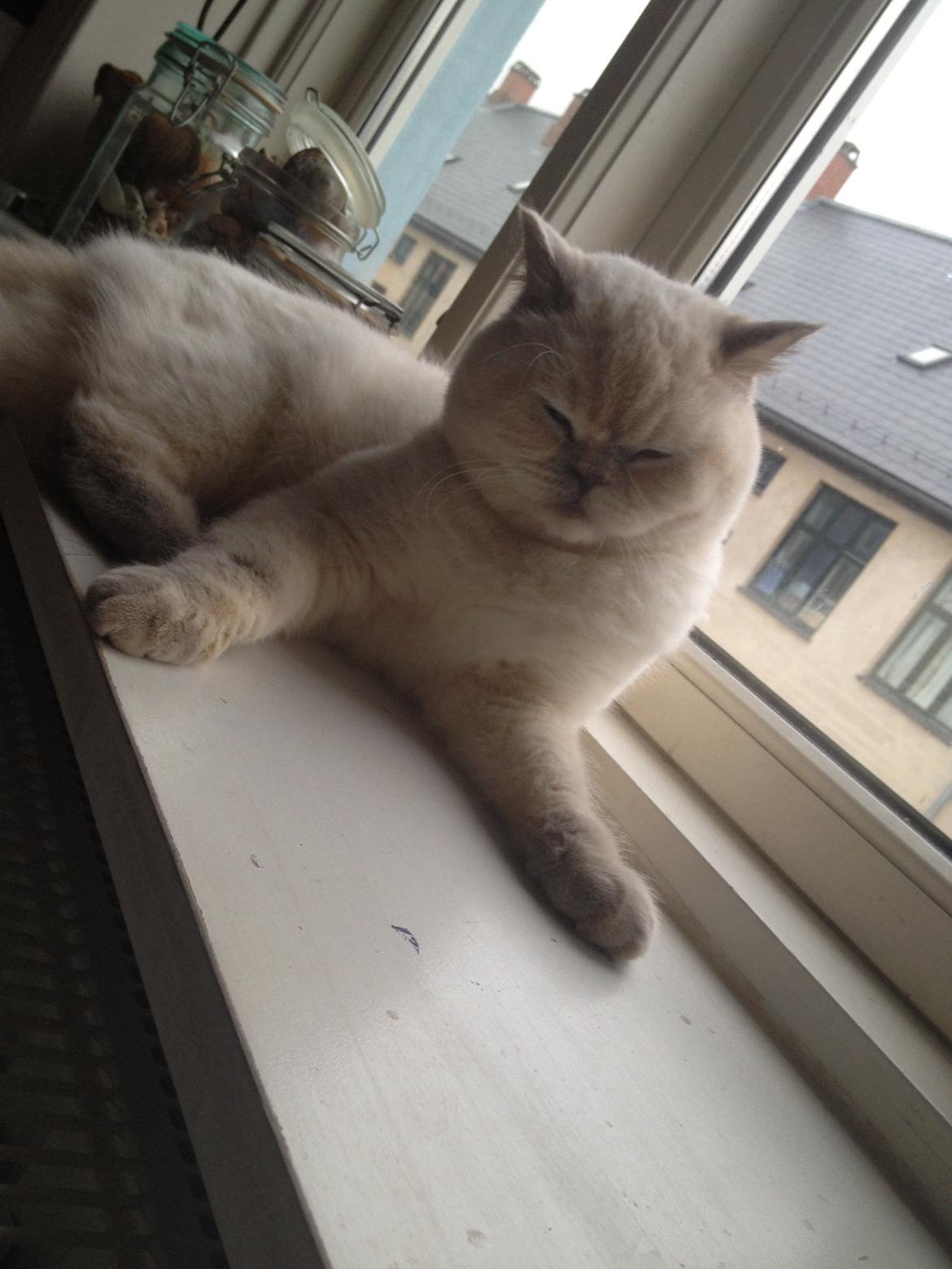 British Shorthair Empires Banana Split - Nougat billede 32