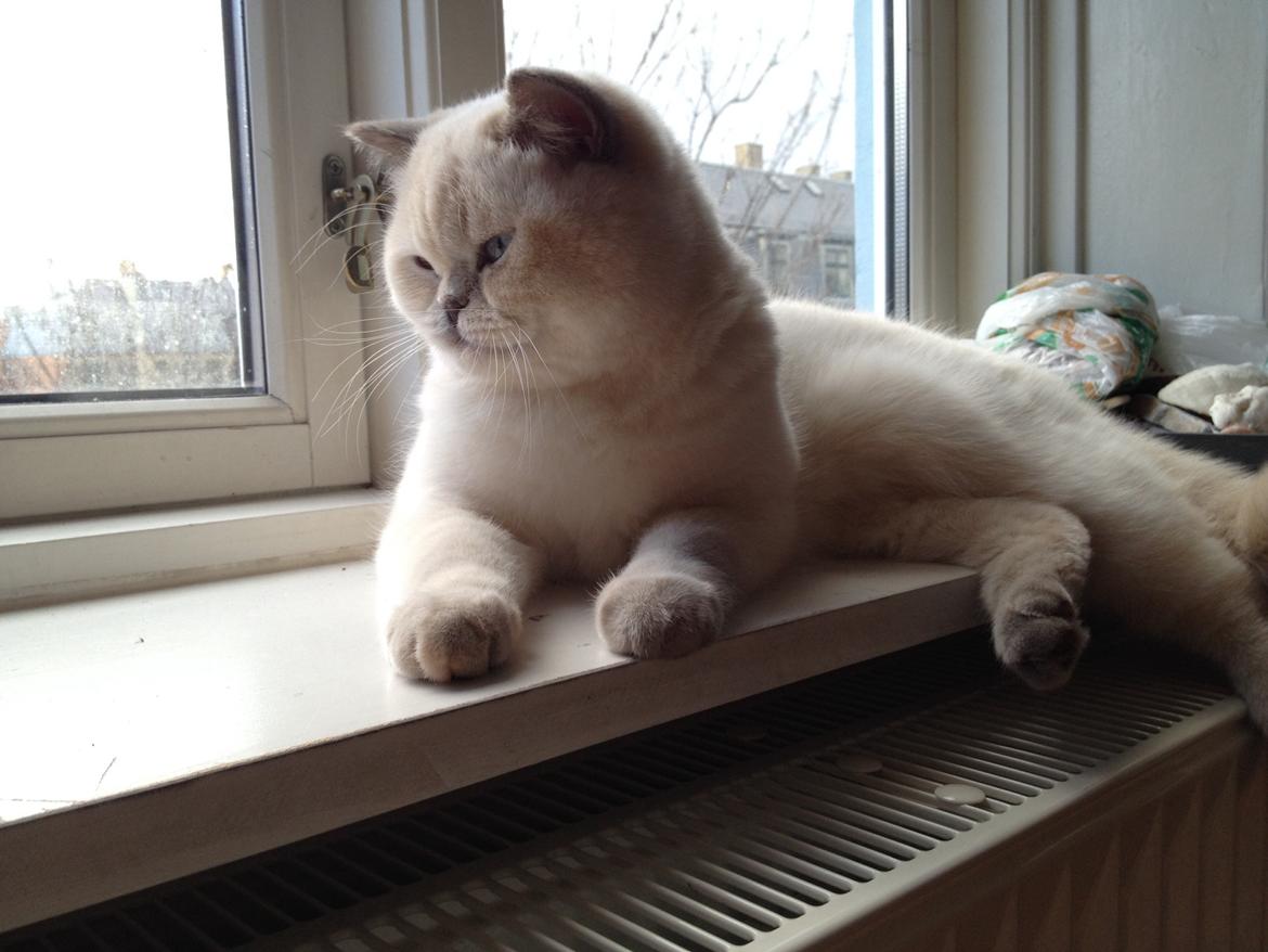 British Shorthair Empires Banana Split - Nougat billede 33
