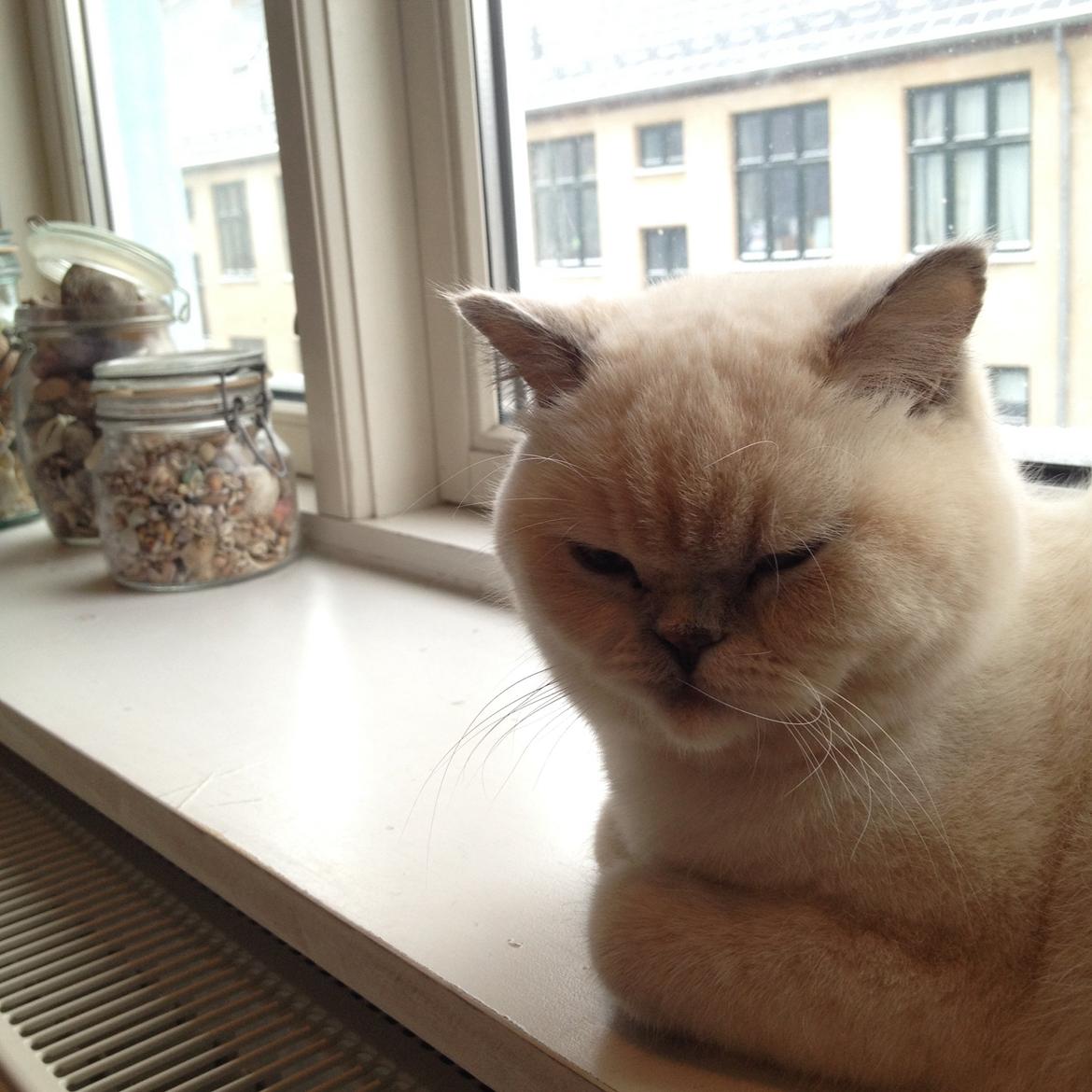 British Shorthair Empires Banana Split - Nougat billede 34