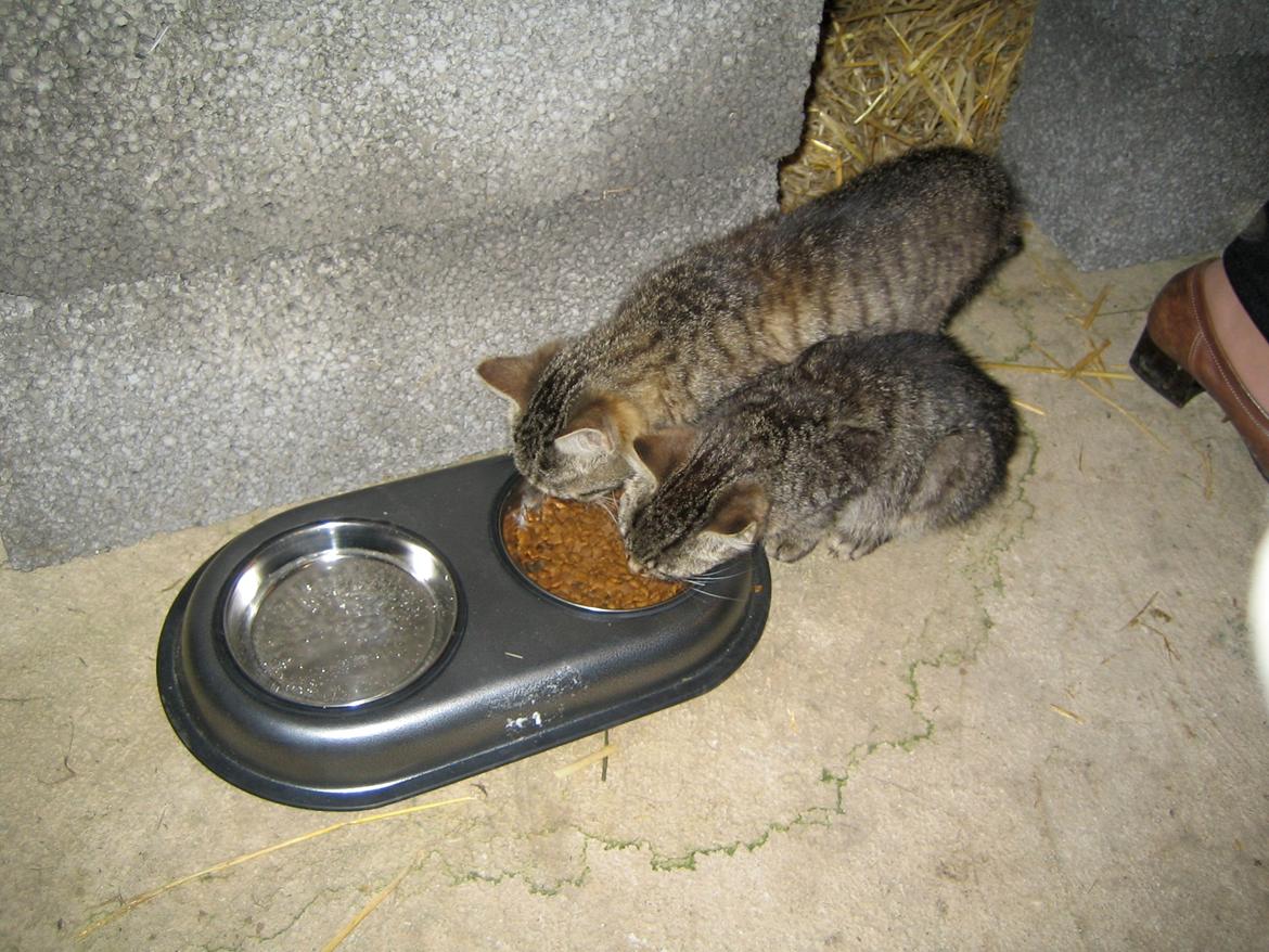 Huskat Filline billede 9