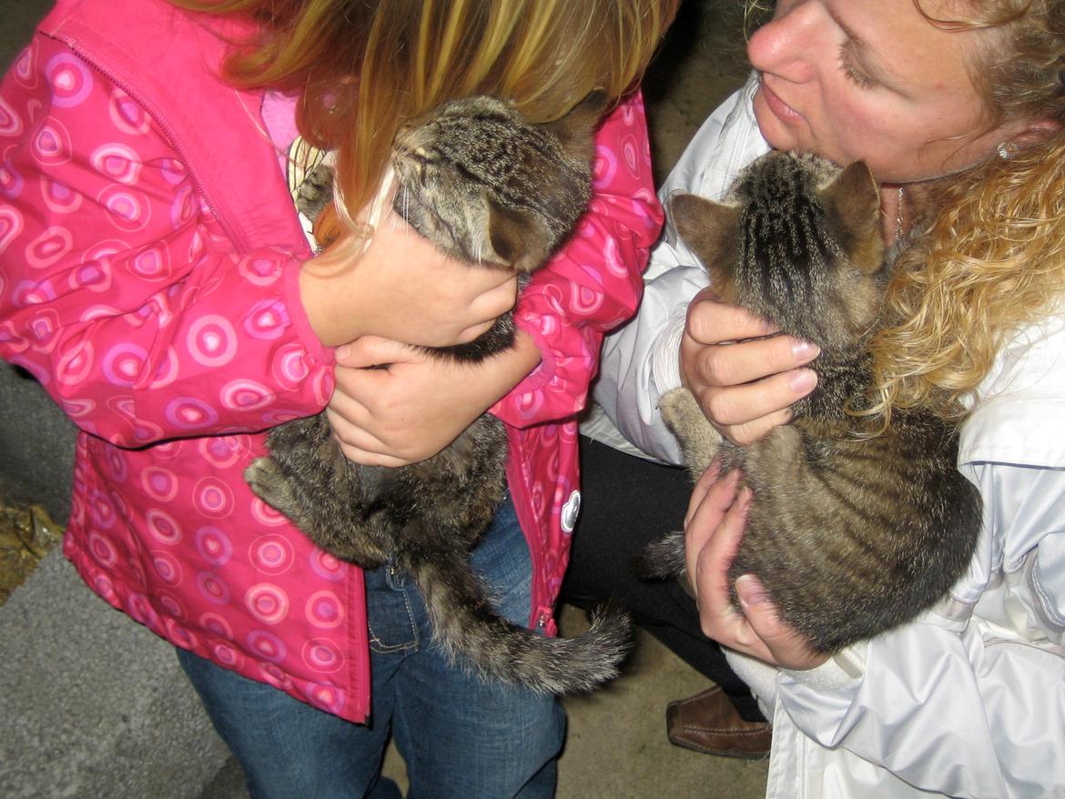 Huskat Filline billede 11