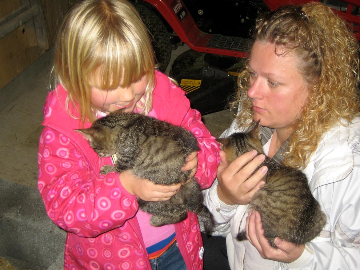 Huskat Filline billede 12