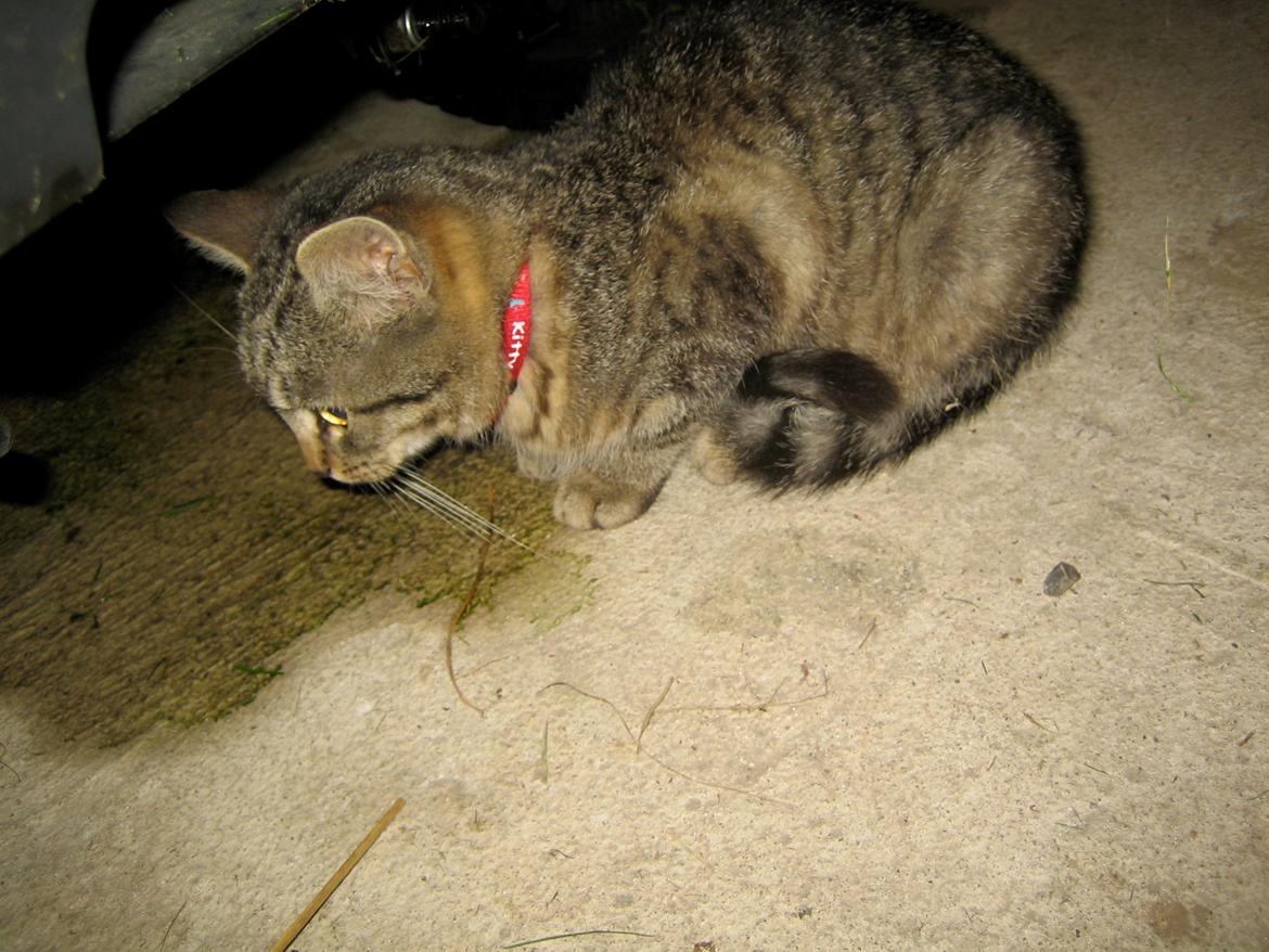 Huskat Filline billede 13