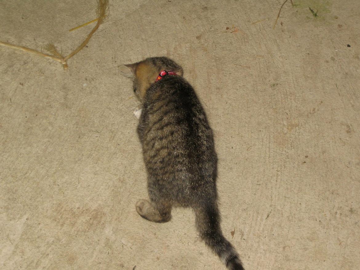 Huskat Filline billede 14