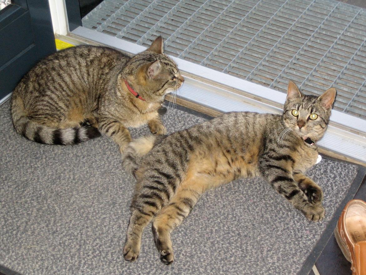 Huskat Filline billede 15