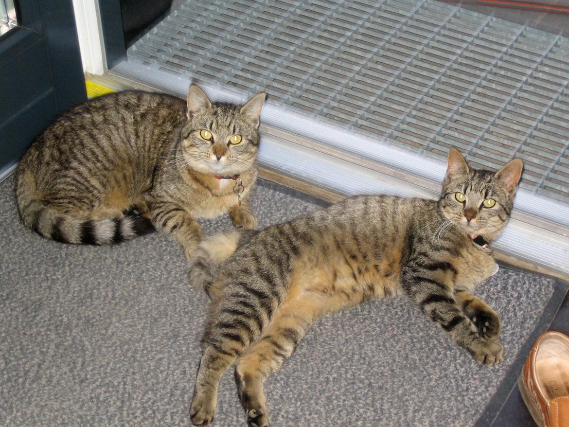 Huskat Filline billede 16