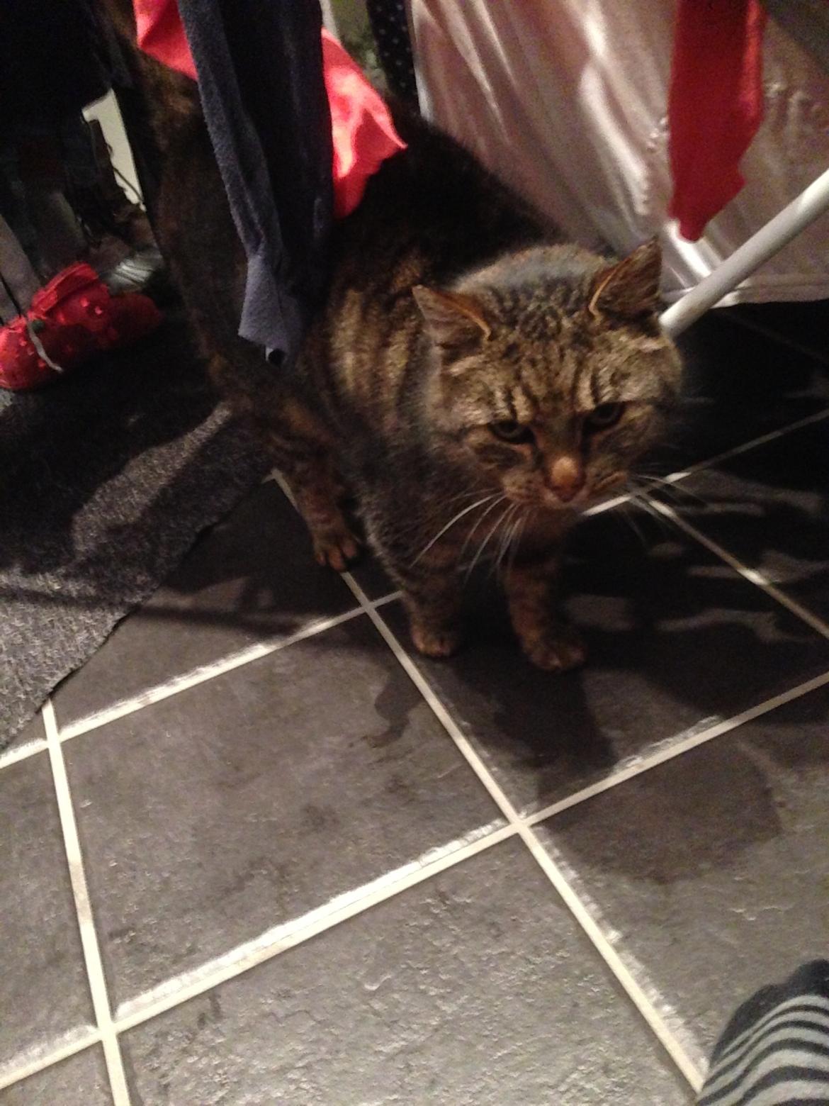 Huskat Filline billede 17