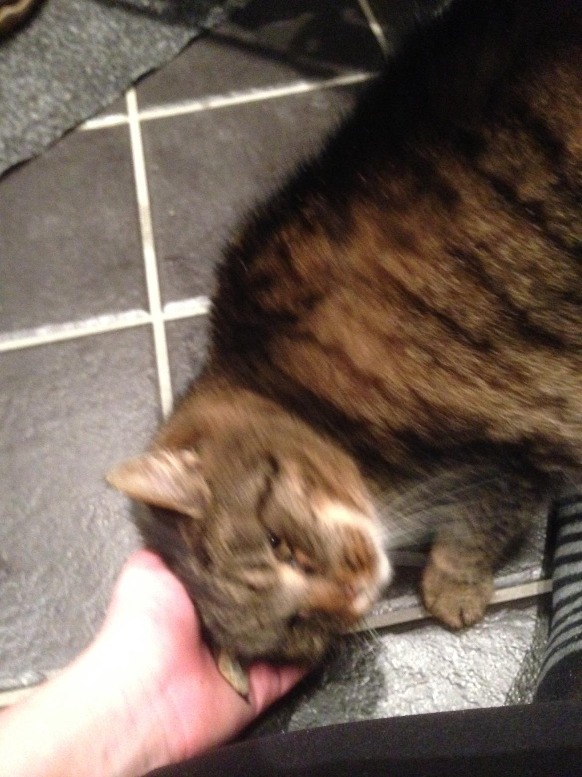 Huskat Filline billede 18