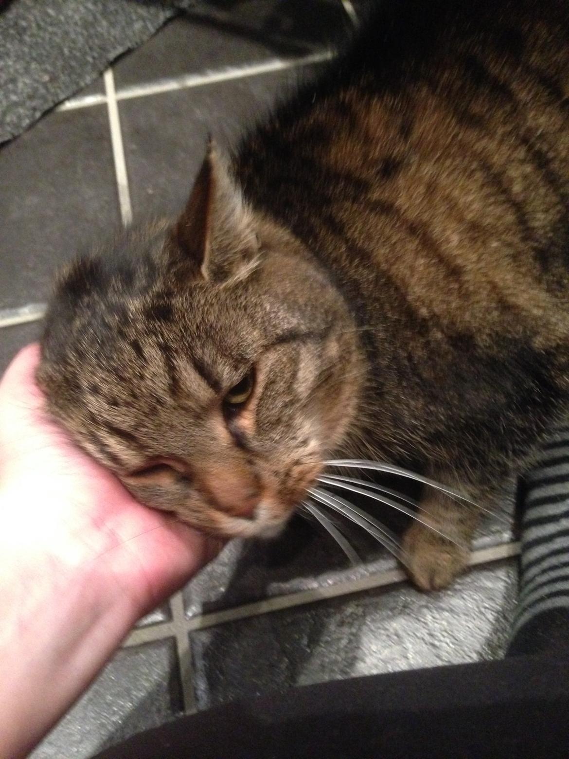 Huskat Filline billede 19