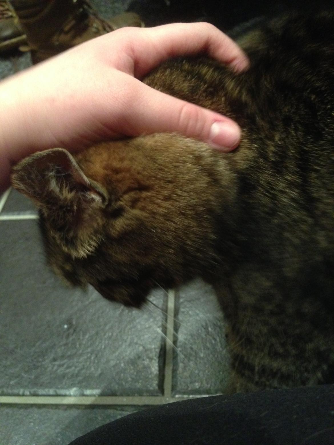 Huskat Filline billede 20