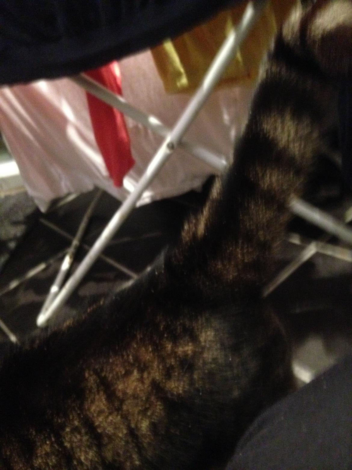 Huskat Filline billede 21