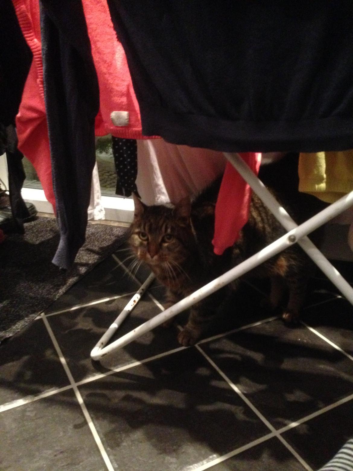 Huskat Filline billede 22