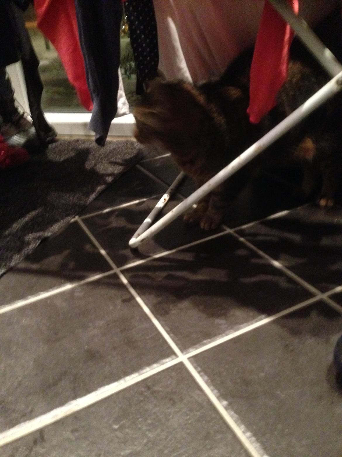 Huskat Filline billede 23