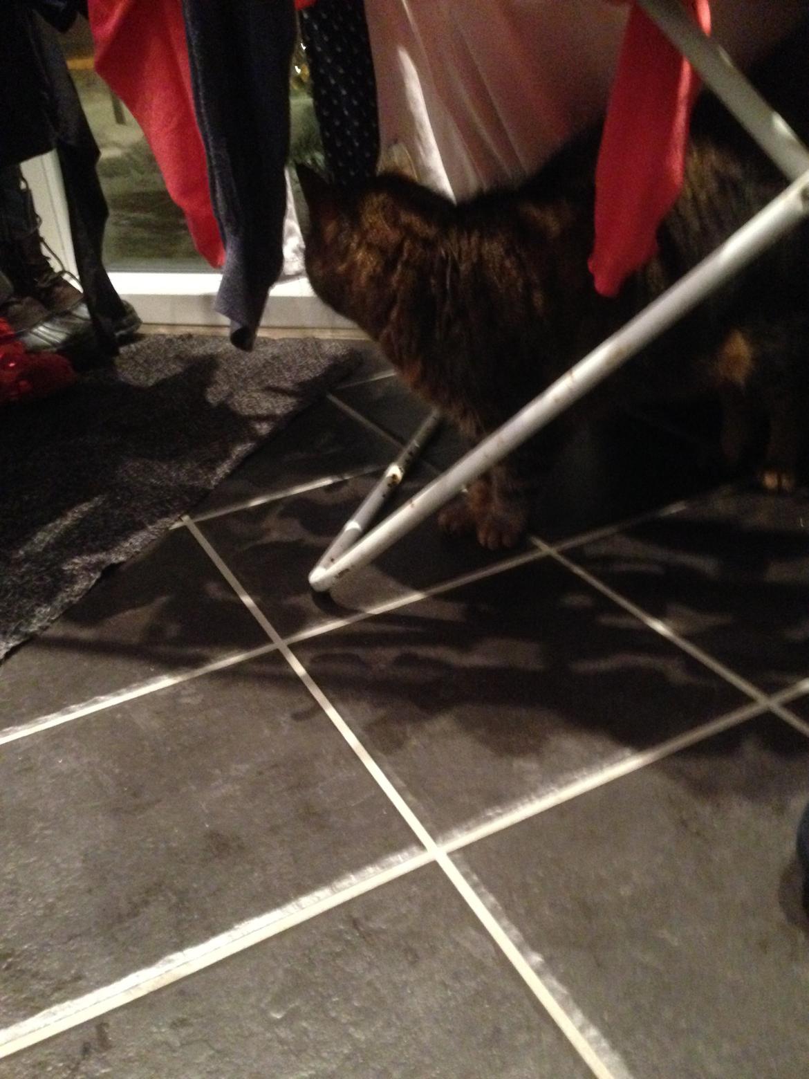 Huskat Filline billede 24