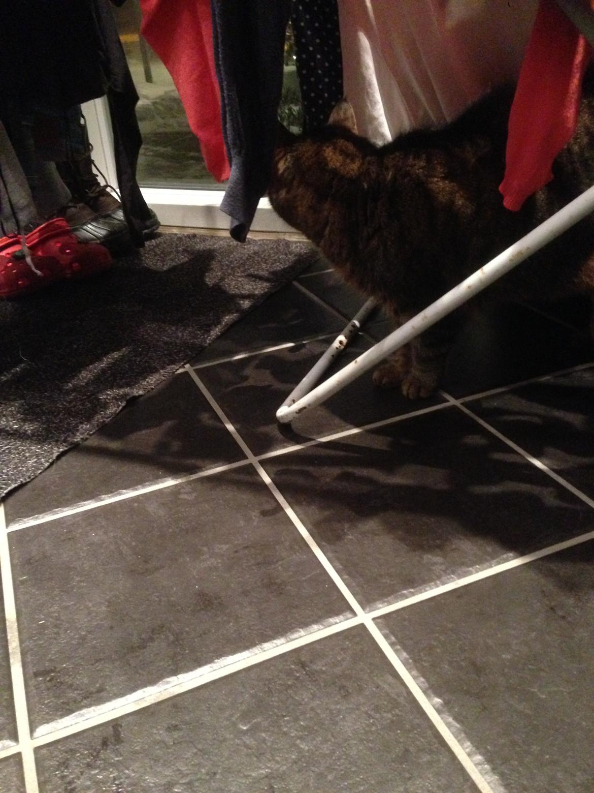 Huskat Filline billede 25