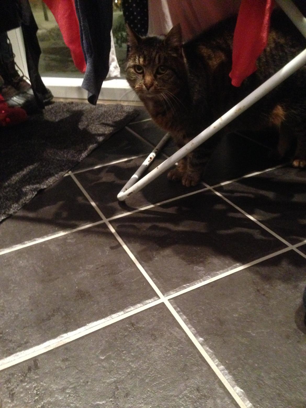 Huskat Filline billede 26