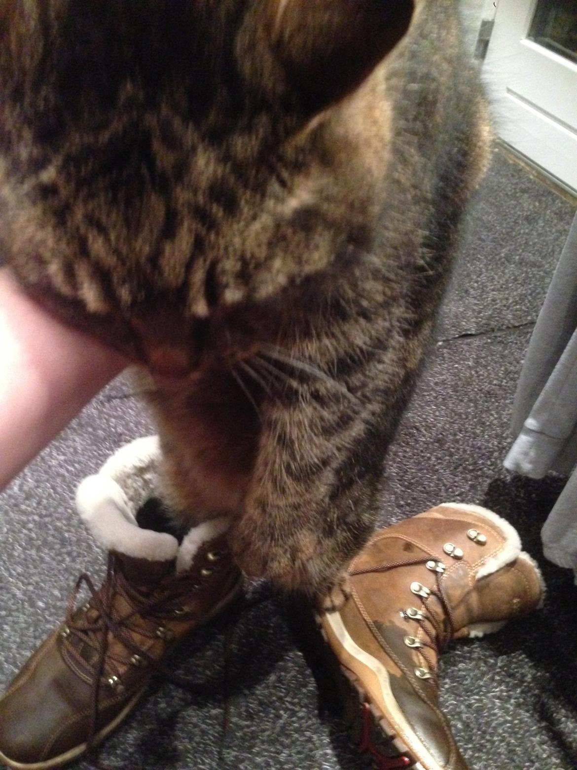 Huskat Filline billede 27