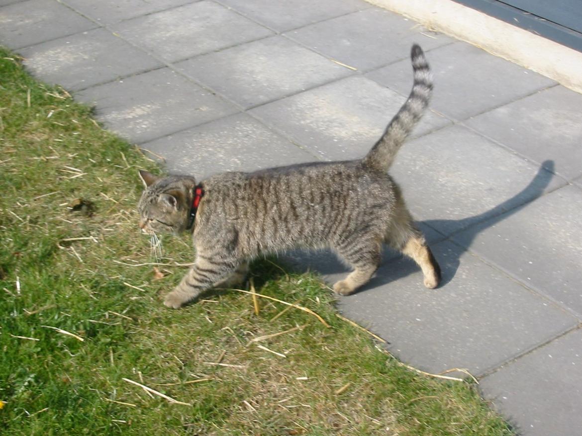 Huskat Filline billede 28