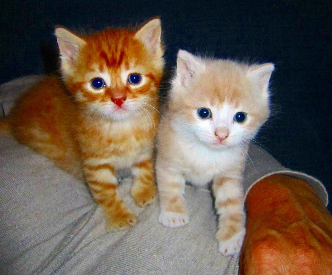 Huskat Sigurt billede 4