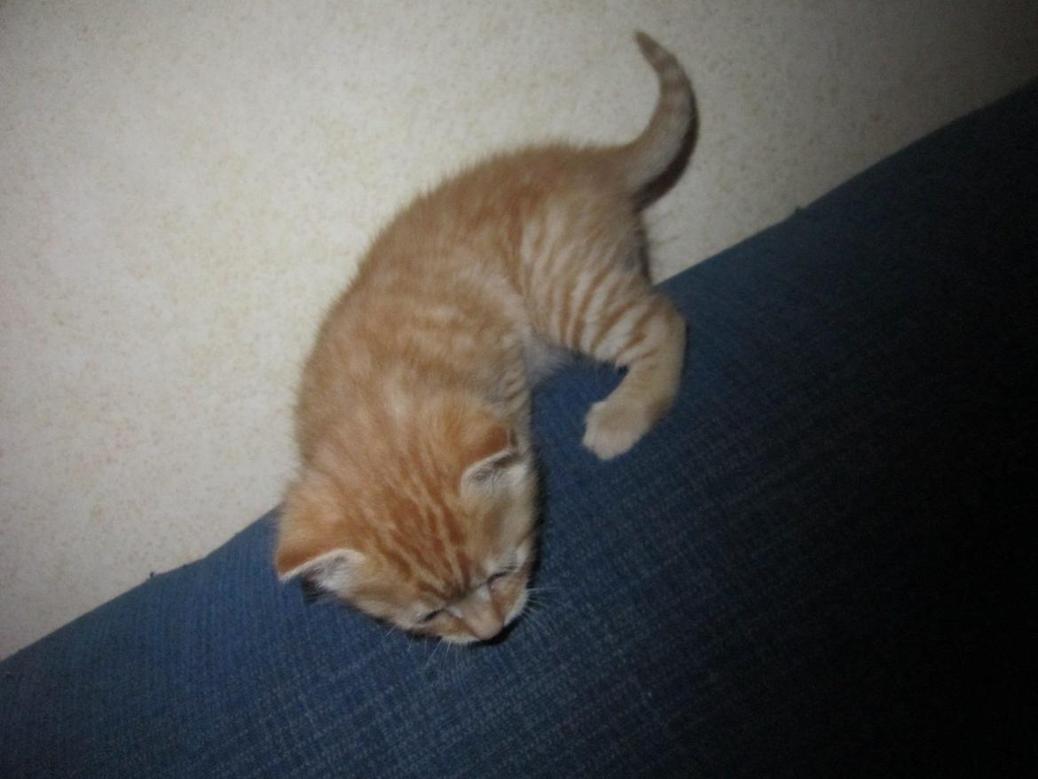 Huskat Sigurt billede 12