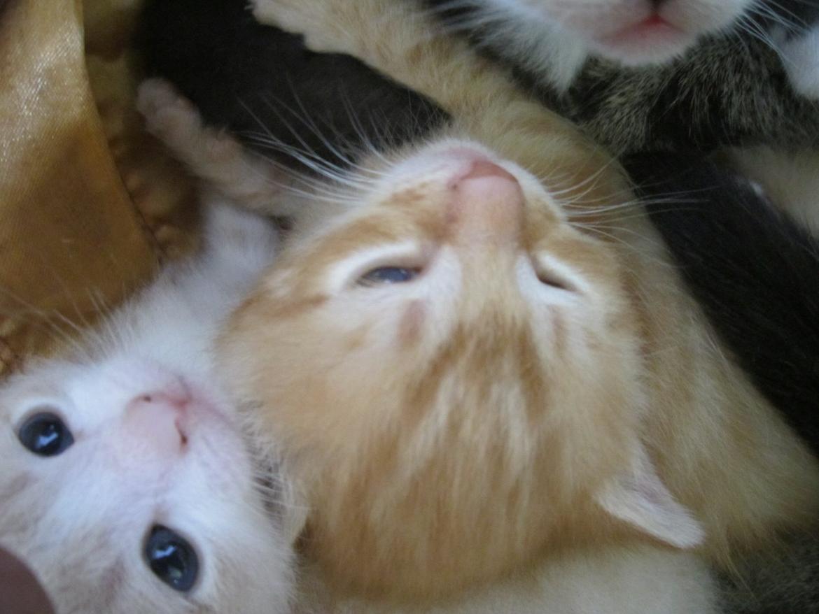 Huskat Sigurt billede 13