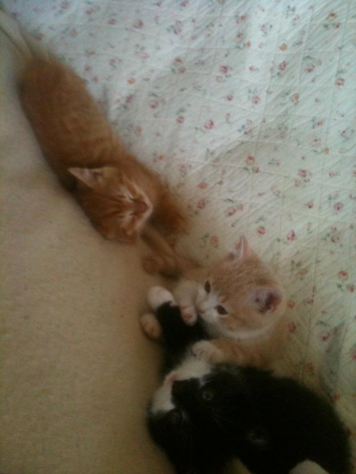 Huskat Sigurt billede 11