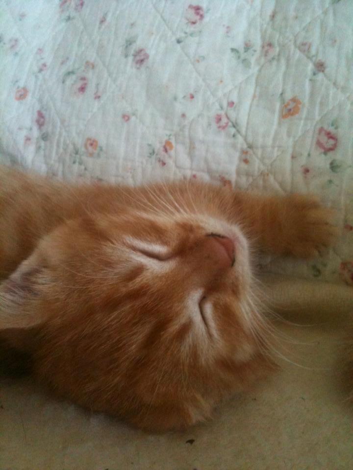 Huskat Sigurt billede 9