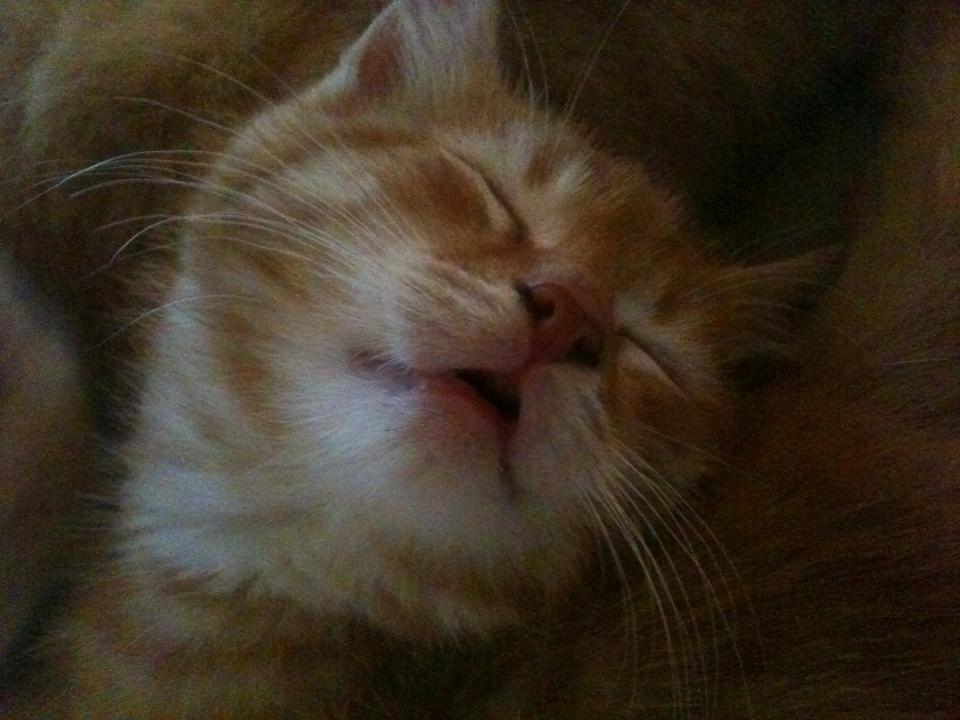 Huskat Sigurt billede 7