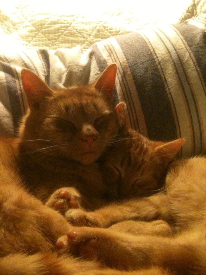 Huskat Sigurt billede 6