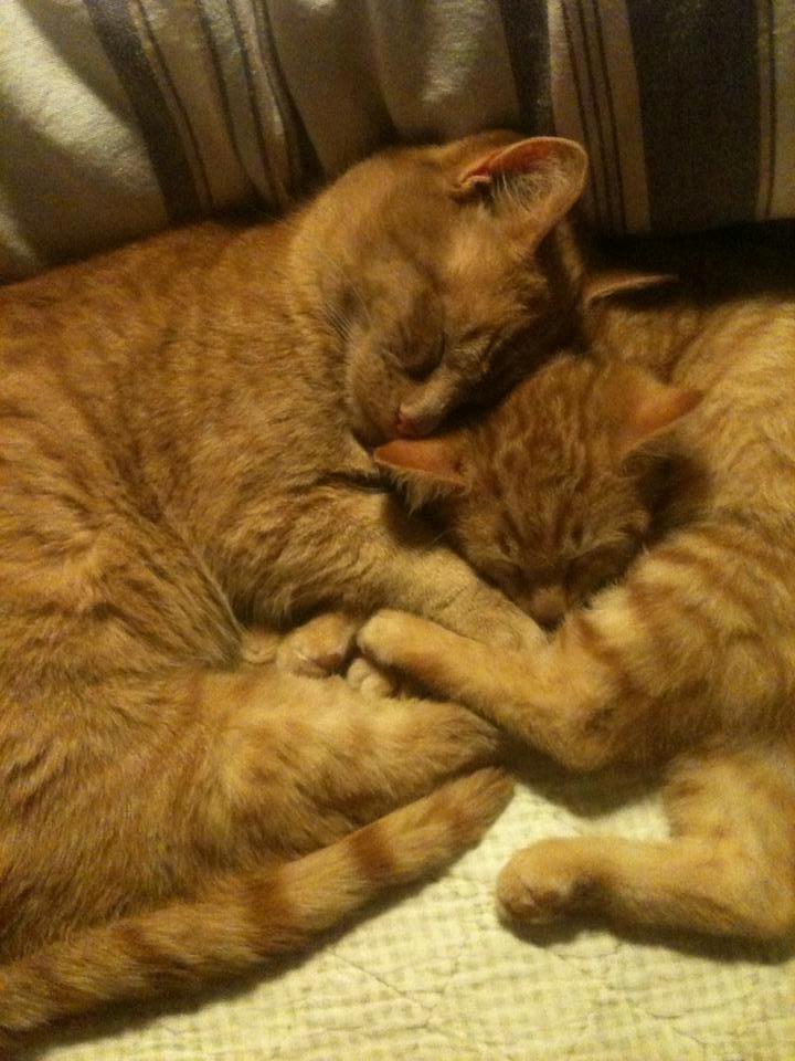 Huskat Sigurt billede 14