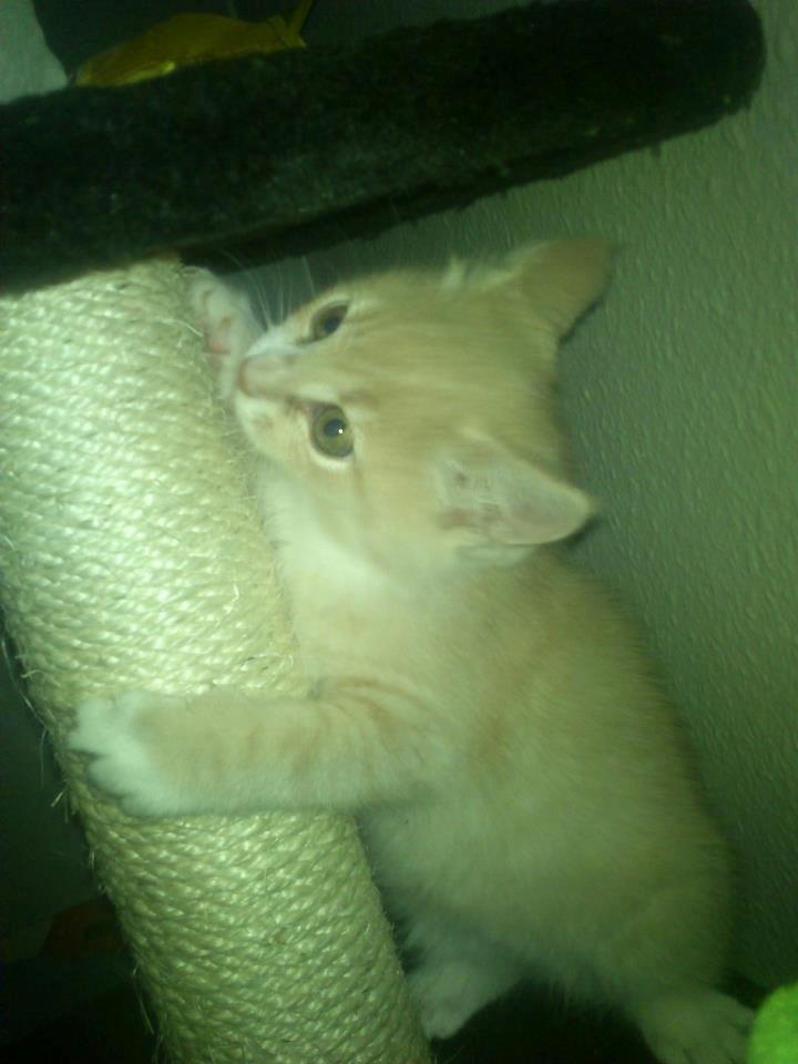 Blanding af racer Kami billede 7