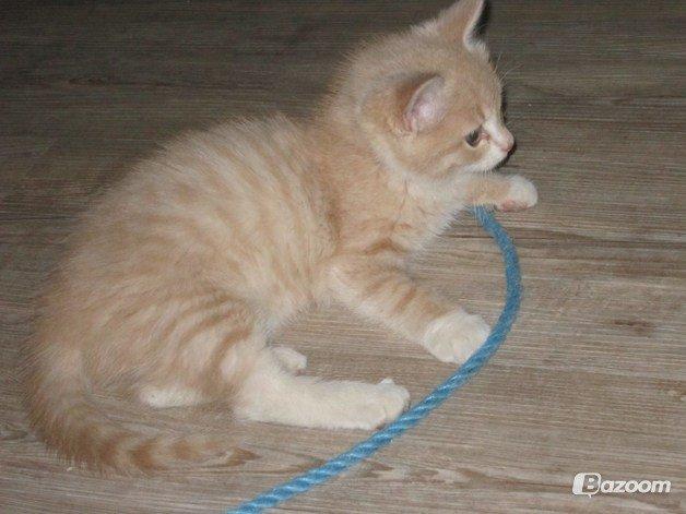 Blanding af racer Kami billede 8