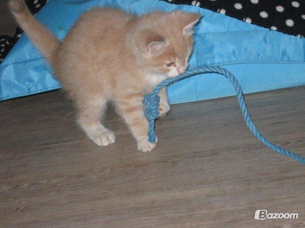 Blanding af racer Kami billede 4