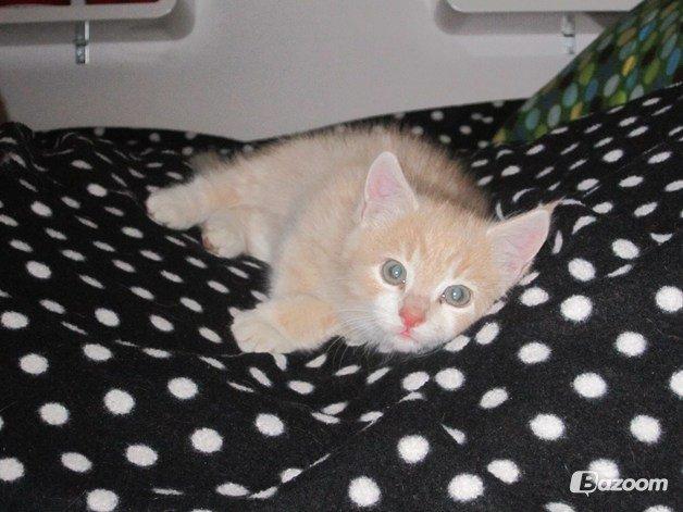 Blanding af racer Kami billede 6