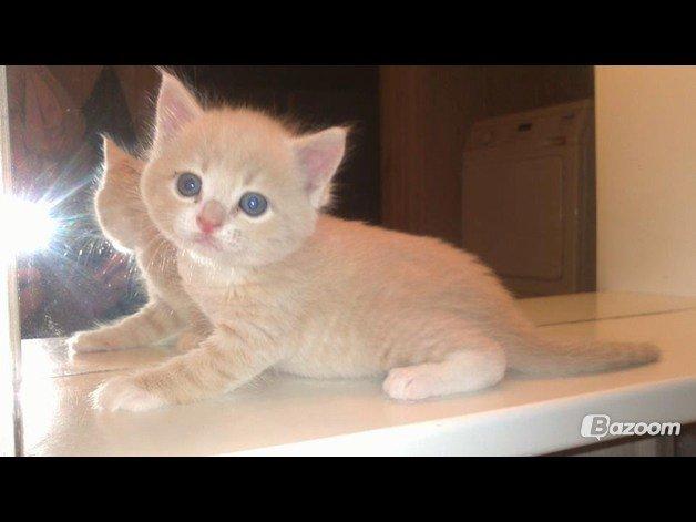 Blanding af racer Kami billede 2