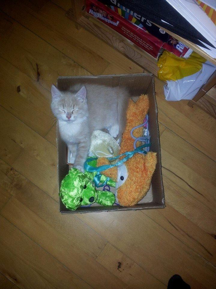 Blanding af racer Kami billede 3