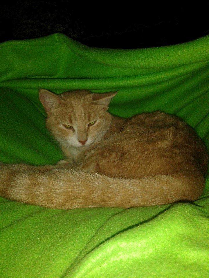 Blanding af racer Kami billede 1