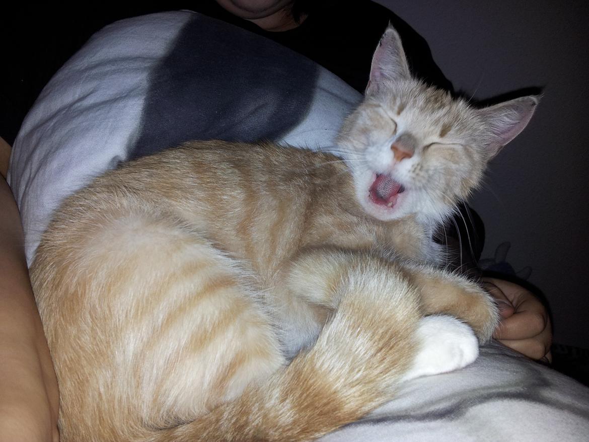 Blanding af racer Kami billede 5