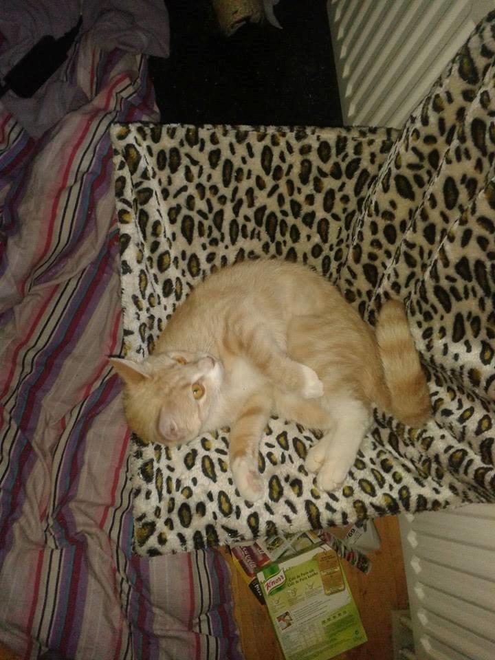 Blanding af racer Kami billede 9